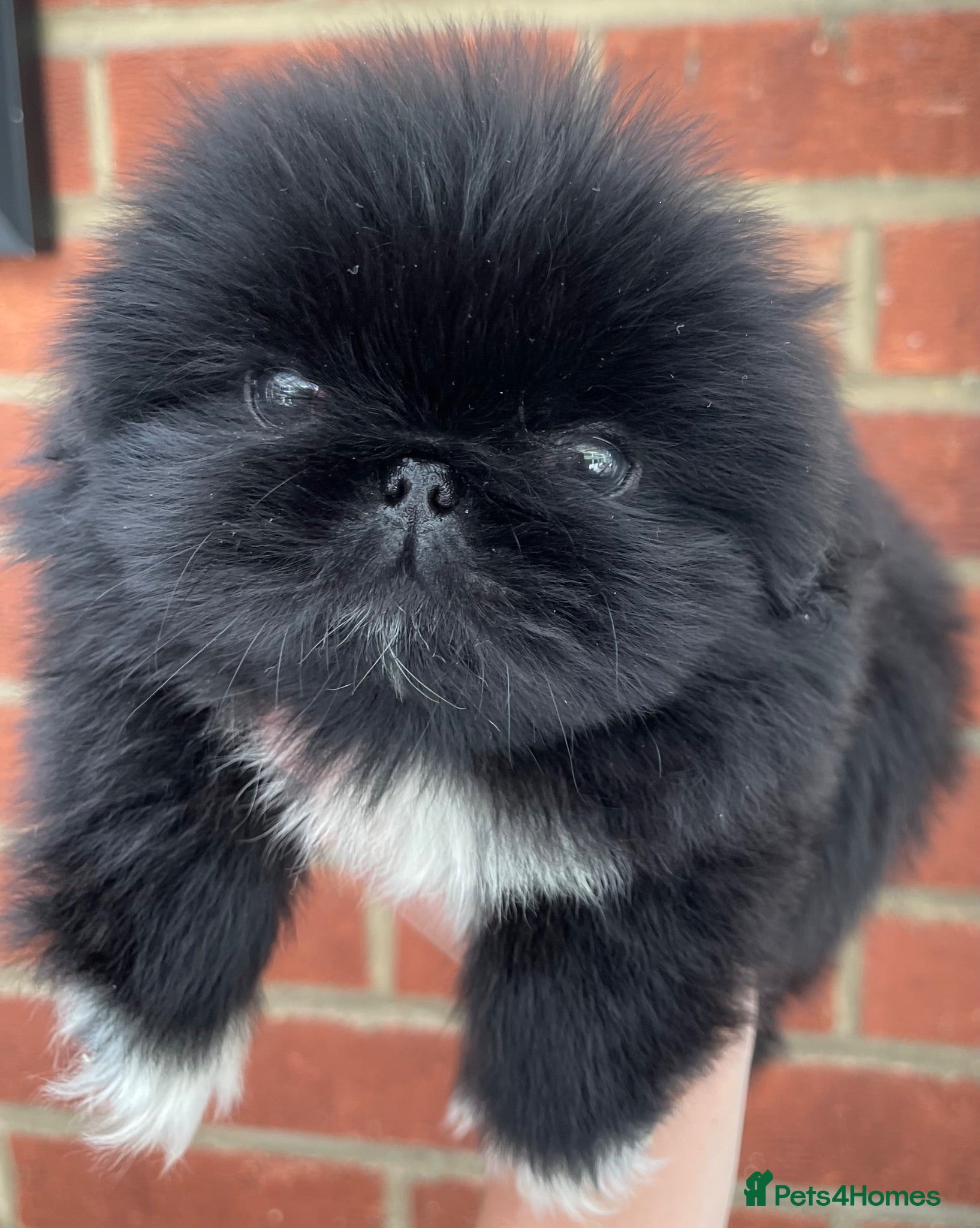 Pekingese dogs for sale: 💙Stunning Black KC registered Pekingese Puppy💙 - Advert 1