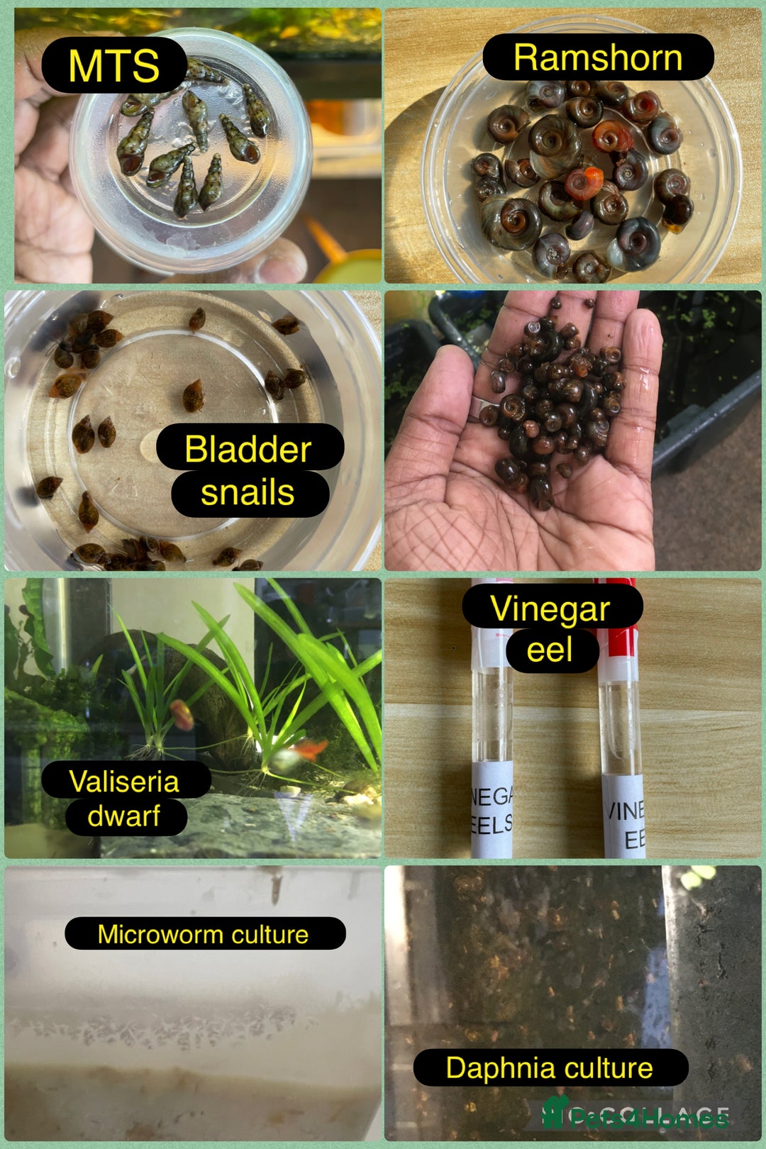 Live Bearers fish for sale: Guppies / cichlid / shrimps/ snails  - Advert 4