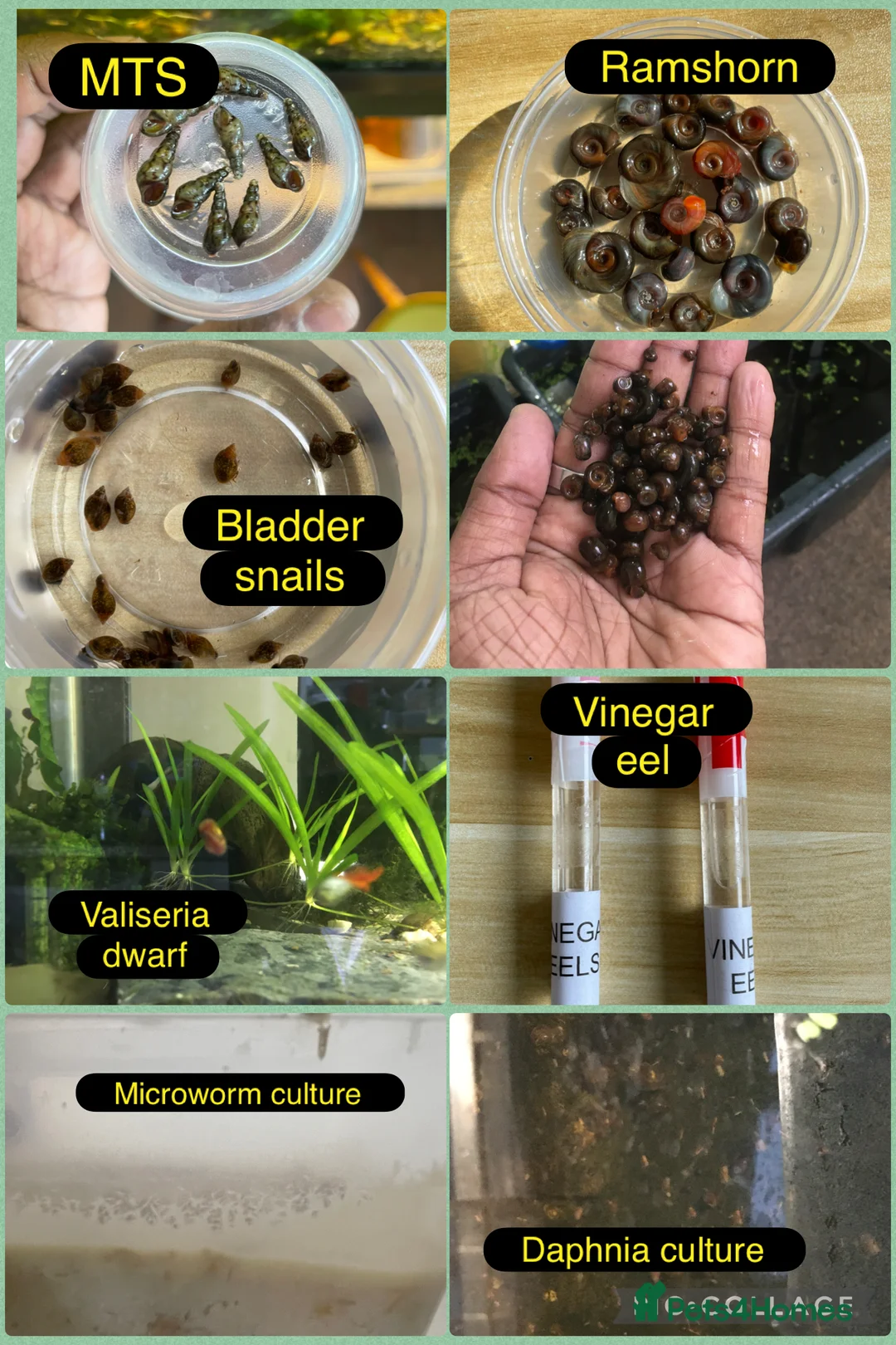 Live Bearers fish for sale: Guppies / cichlid / shrimps/ snails  - Advert 4