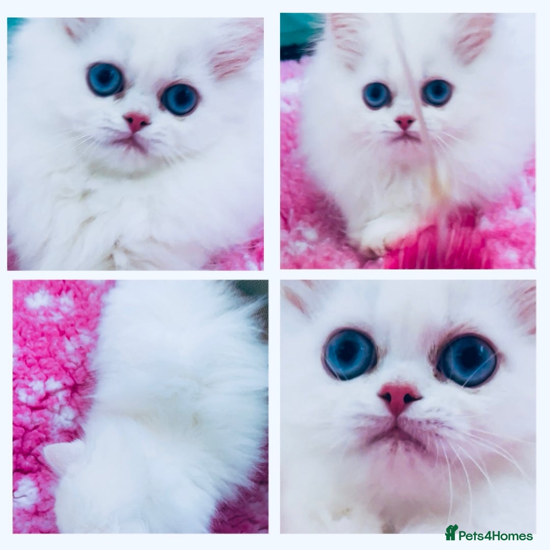 Persian cats for sale: Pure White Persian Girls BLUE EYES & full hearing - Image 6