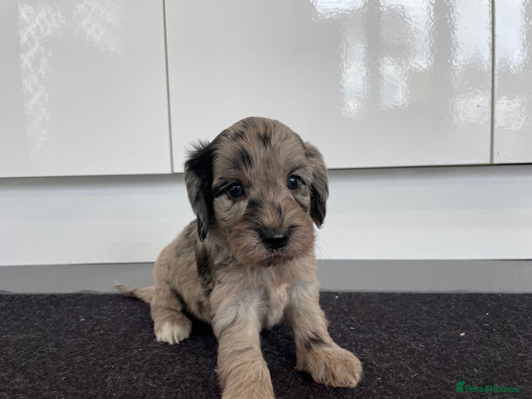 Cockapoo dogs for sale: F1 Cockapoos for sale  - Image 8