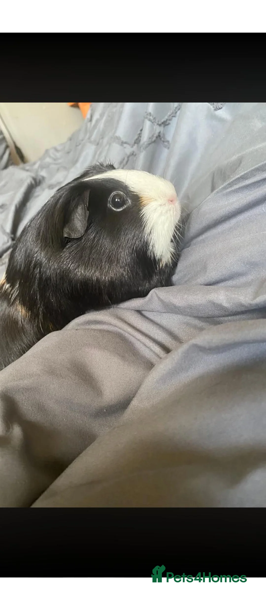 Guinea Pig rodents for sale: Guinea pigs needing rehomed in Glasgow - Advert 2