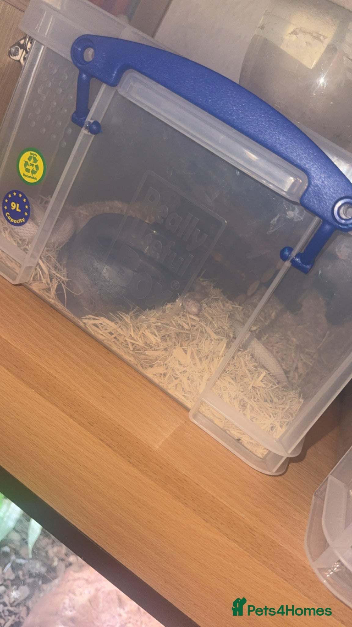 Corn Snake reptiles 2 corn snakes different morphs - Advert 2