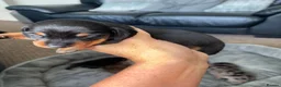 Dachshund dogs for sale: MINI dachshund LONG HAIRED 🐶 - Advert 4