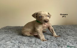 Weimaraner dogs for sale: Exceptional litter of Weimaraner puppies  - Image 8