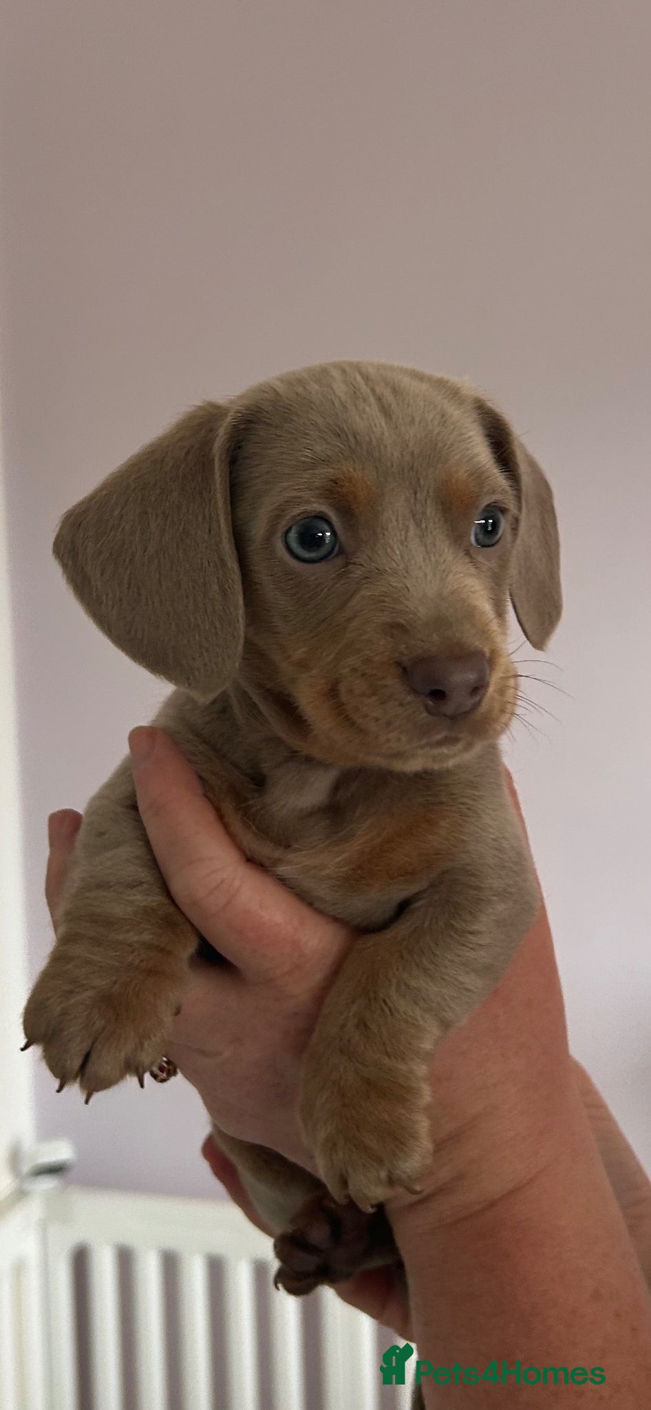 Dachshund dogs Miniature dachshund puppies for sale  - Advert 10
