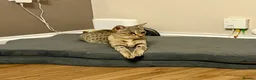 Savannah cats for sale: Special F2 Savannah Girl Seeking Forever Love ❤ - Advert 2