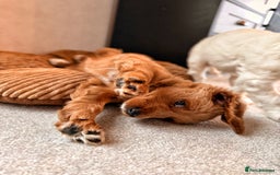 Australian Labradoodle dogs for sale: 🐶READY FOR NEW 🏡 Pure Australian Labradoodle  - Image 14