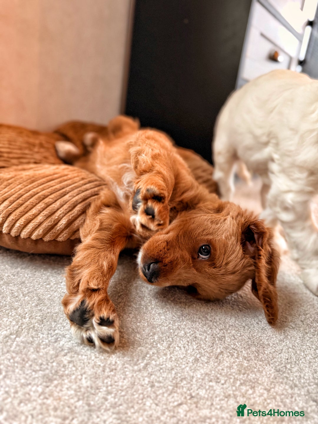 Australian Labradoodle dogs for sale: 🐶READY FOR NEW 🏡 Pure Australian Labradoodle  - Image 14