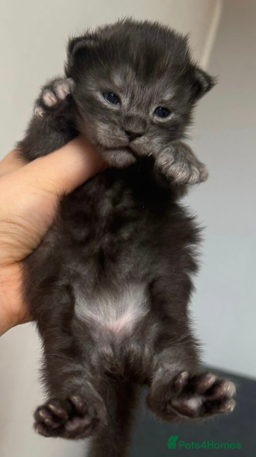 Maine Coon cats for sale: Maine Coon Kitten - Image 6