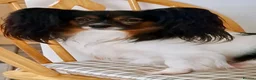 Papillon dogs for sale: Stunning, KC registered Papillon Puppies - Advert 17