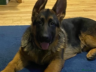 German Shepherd dogs Outstanding Vomkonstanz German Shepherd Litter - Advert 17