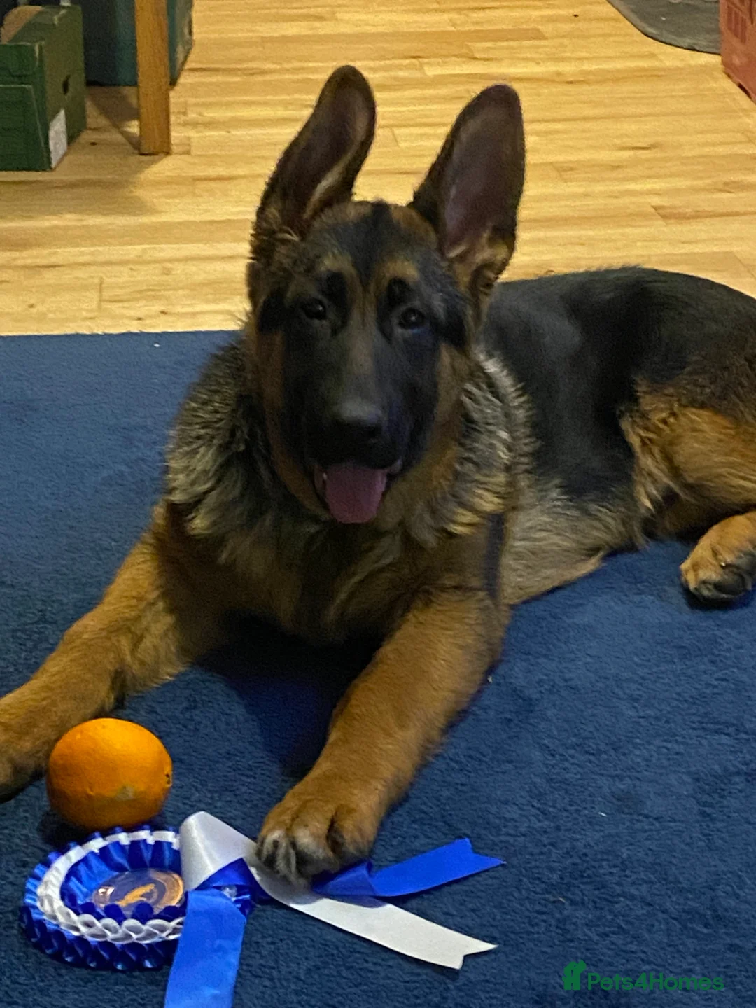 German Shepherd dogs for sale: Outstanding Vomkonstanz German Shepherd Litter  - Advert 6