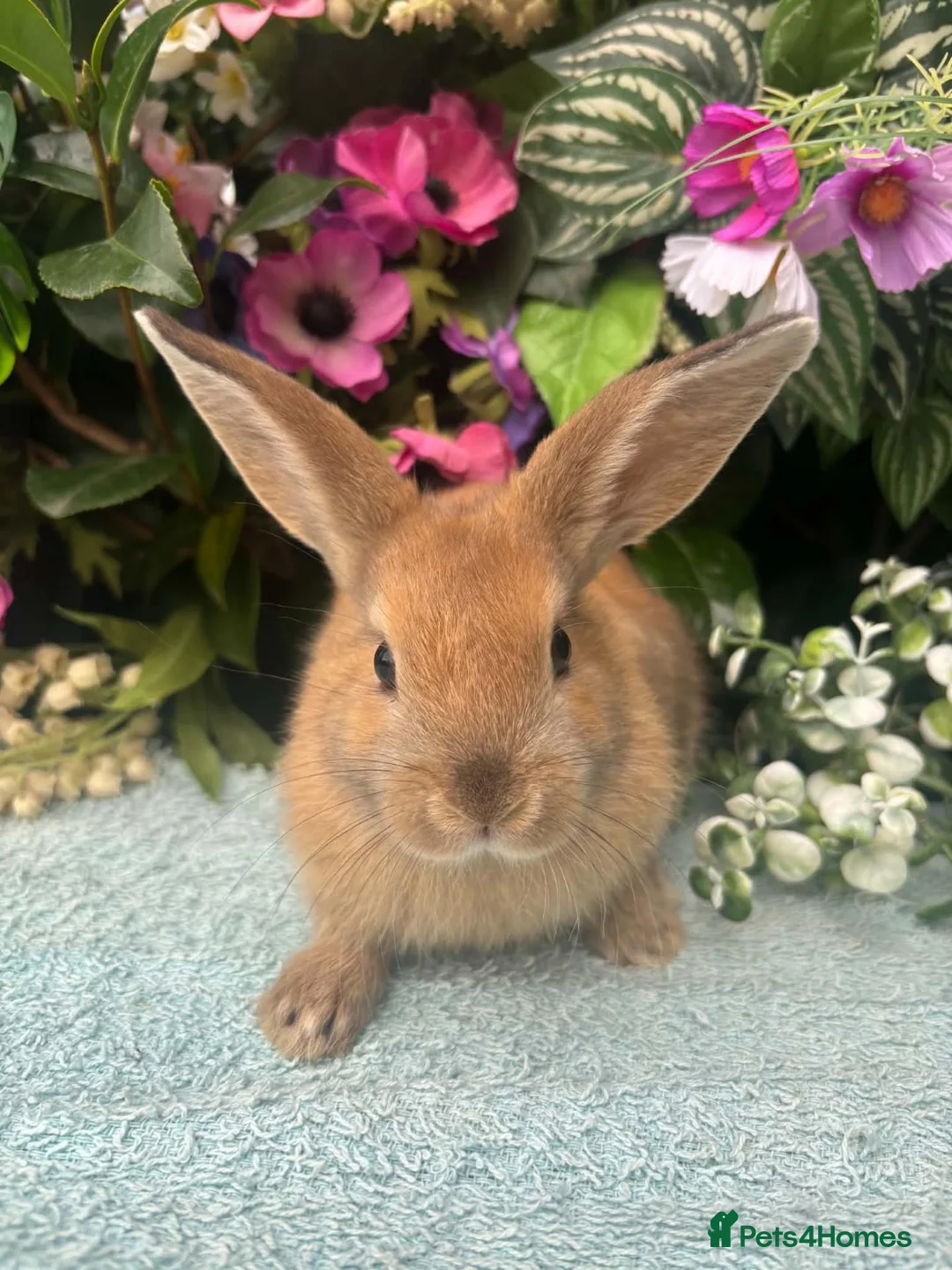 Mixed Breed rabbits for sale: 6 mini lop cross 3 female 3 male - Advert 18