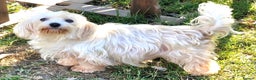 Maltese dogs for sale: Maltese Girl for Rehoming - Advert 1