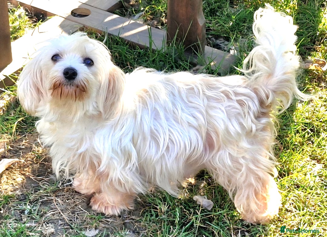 Maltese dogs for sale: Maltese Girl for Rehoming - Advert 1