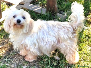 Maltese dogs Maltese Girl for Rehoming - Advert 2