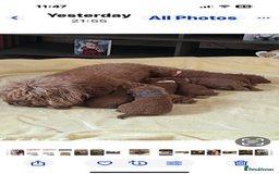 Cavapoo dogs for sale: F1B cavapoo puppies - Image 3
