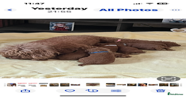 Cavapoo dogs - Advert 5