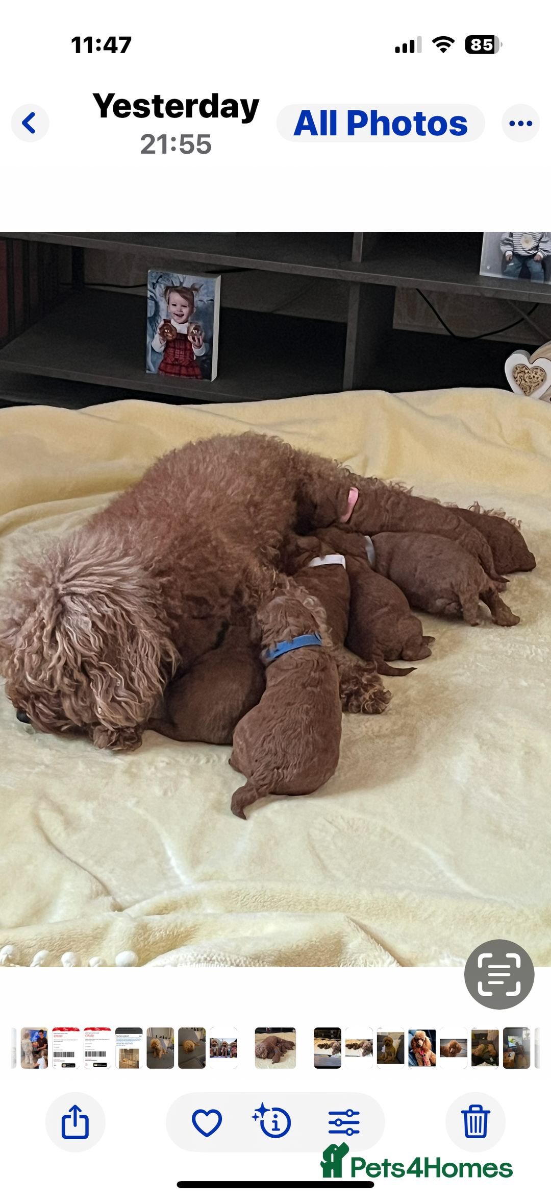 Cavapoo dogs for sale: F1B cavapoo puppies - Image 3