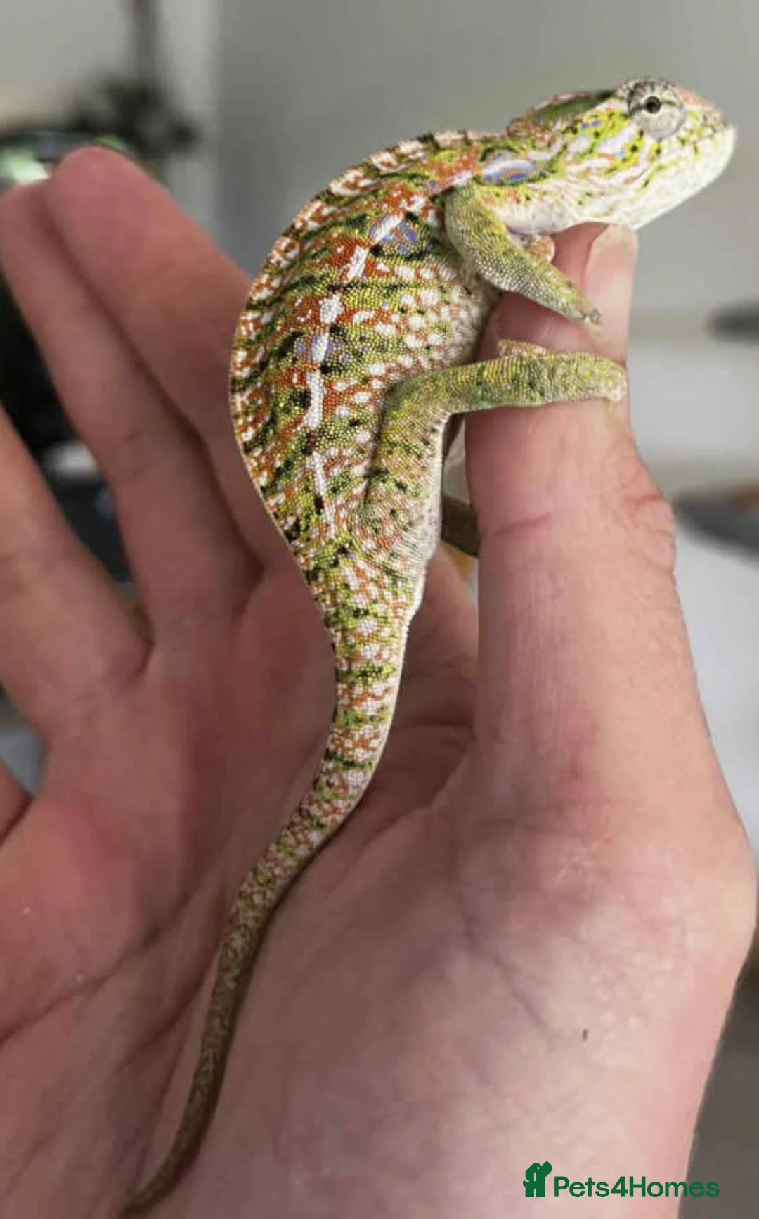 Chameleon reptiles for sale: Carpet Chameleon Furcifer Lateralis - Advert 2