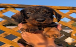 Dachshund dogs for sale: KC Register Standard Wirehaired Dachshund Puppies in Lincoln - Image 8