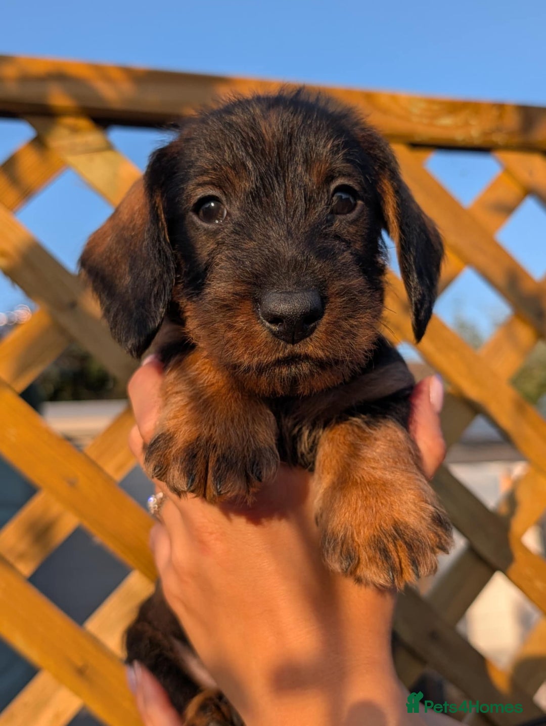 Dachshund dogs for sale: KC Register Standard Wirehaired Dachshund Puppies in Lincoln - Image 8