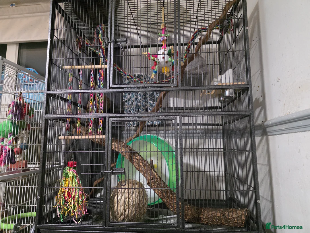 Sugar Glider rodents for sale: A breeding pair off sugar gliders - Advert 3