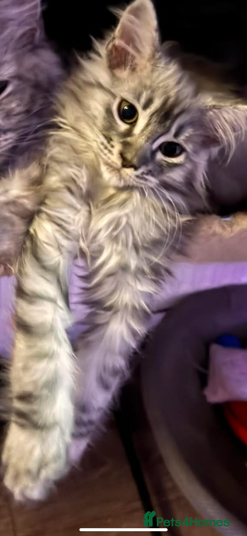 Maine Coon cats ⭐️reduced £700 last  2 female maincoon kittens⭐️ - Advert 1