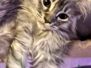 Maine Coon cats ⭐️reduced £700 last 2 female maincoon kittens⭐️ - Advert 4