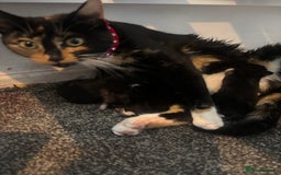 Domestic Shorthair cats for sale: 2 kittens for sale black & white boy & black girl - Image 2