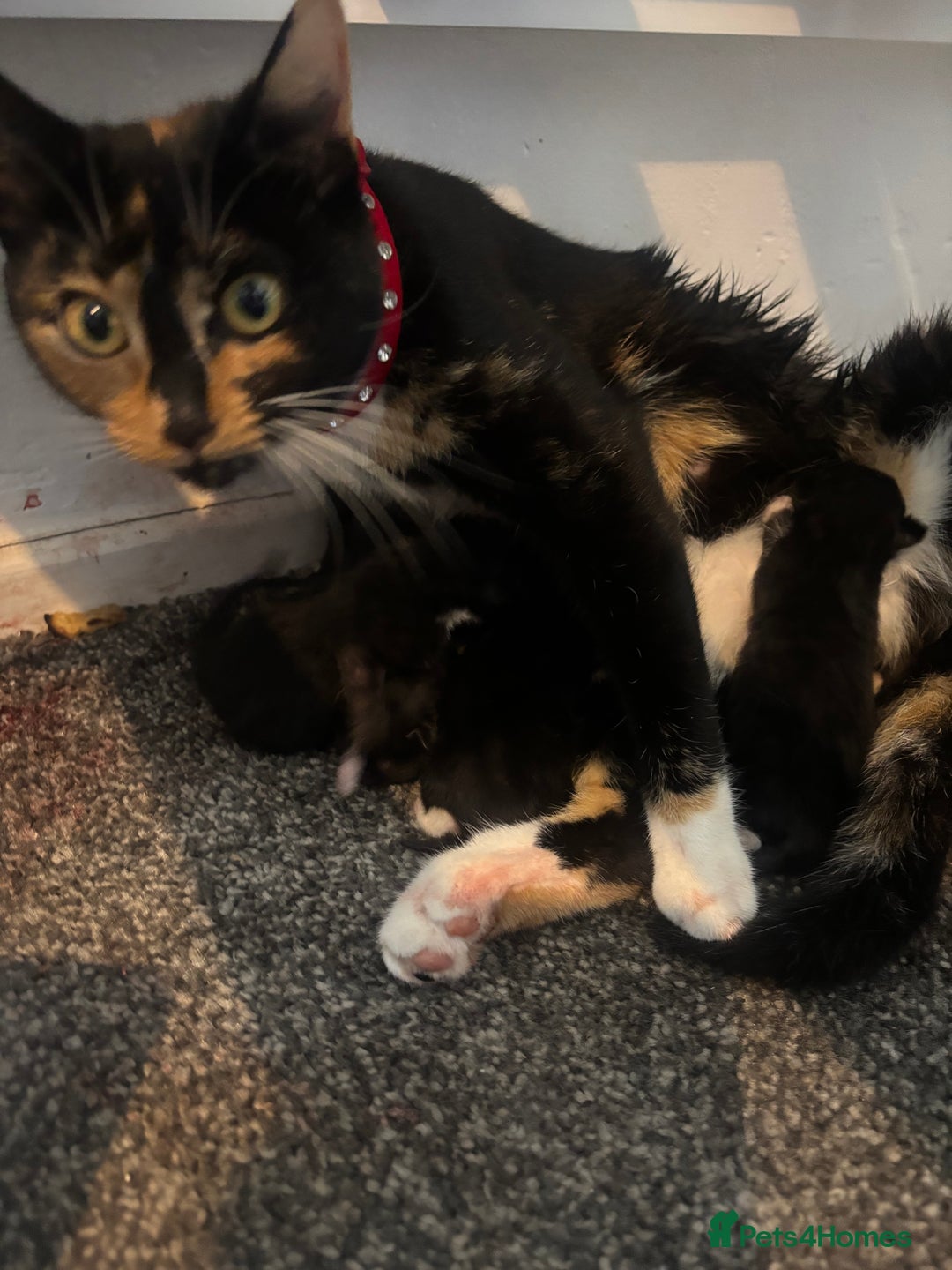 Domestic Shorthair cats for sale: 2 kittens for sale black & white boy & black girl - Image 2