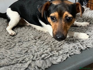 Jack Russell dogs in Lanark - Advert 33