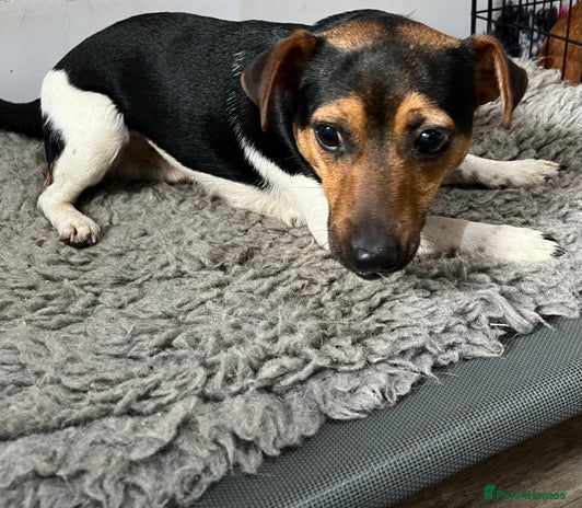 Jack Russell dogs in Lanark - Advert 1