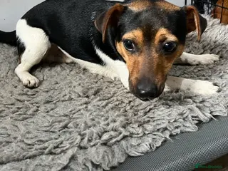 Jack Russell dogs Proven Jack Russell for stud (DNA tested) in Lanark - Advert 5