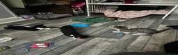 Mixed Breed cats for sale: 3 cuddly kittens for rehome - Advert 19