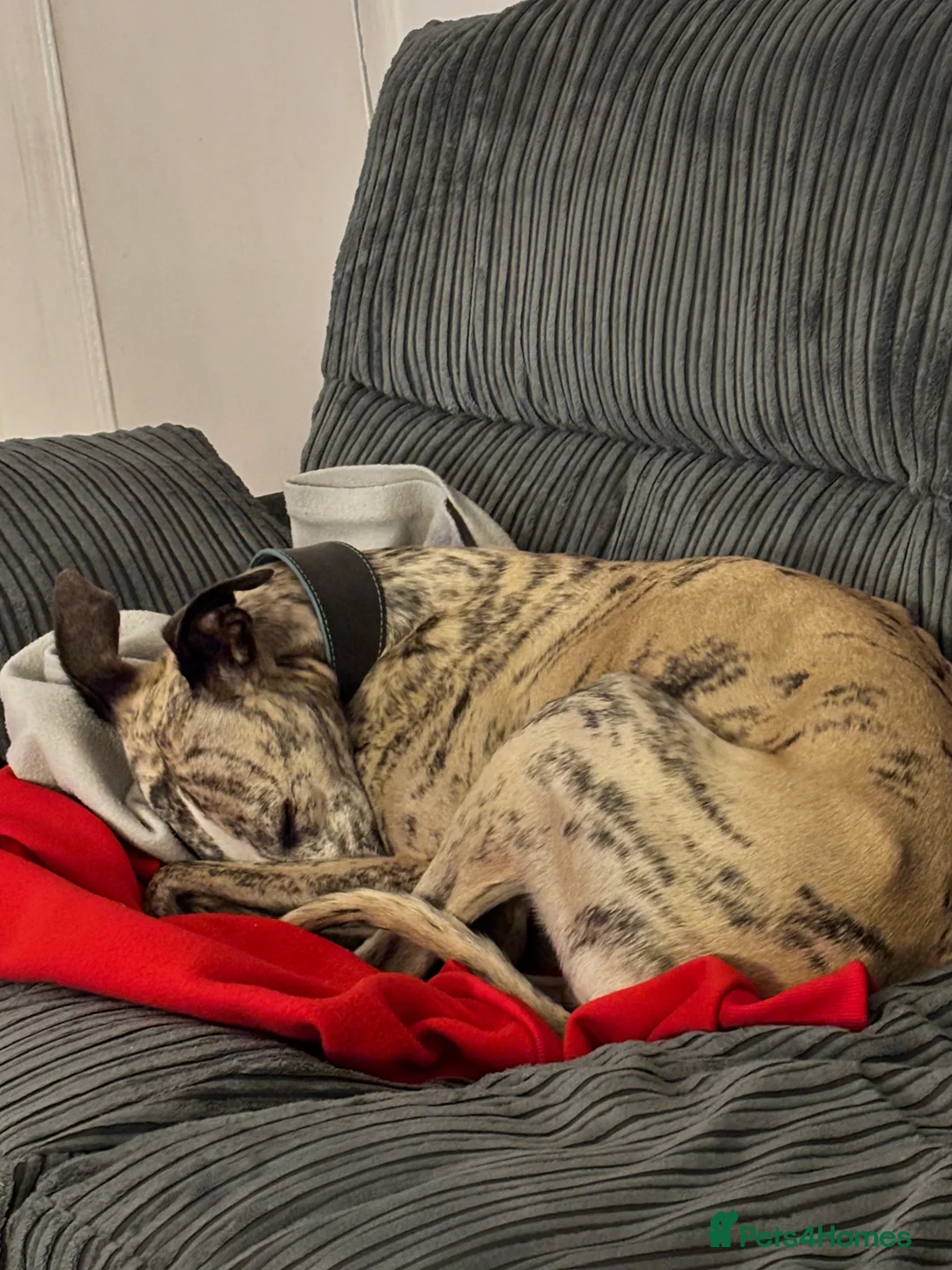 Whippet dogs for sale: Whippet – 4 Years Old  - Advert 24