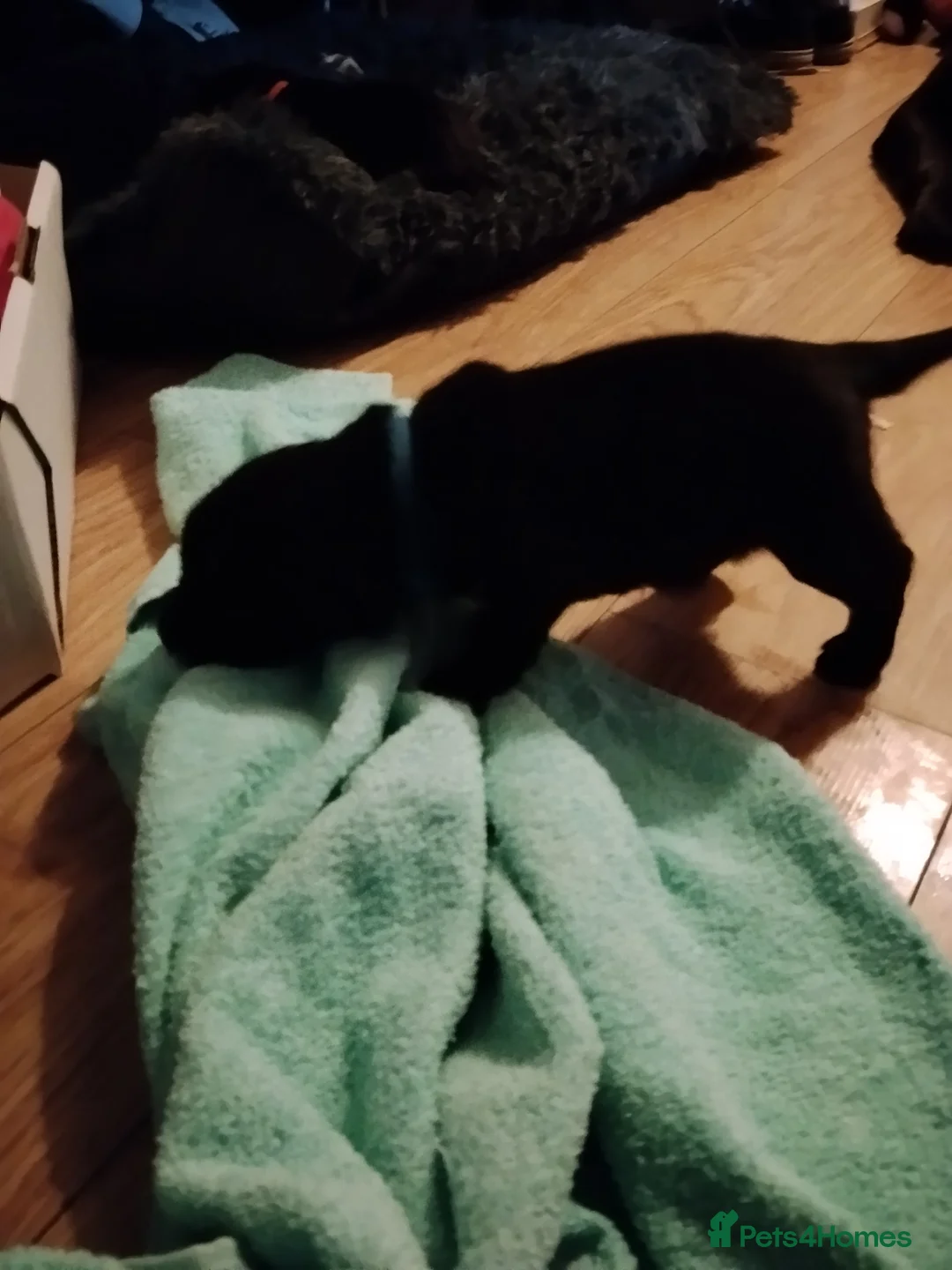 Labrador Retriever dogs for sale: 6 Yellow/Black Labrador Retrievers - Advert 19