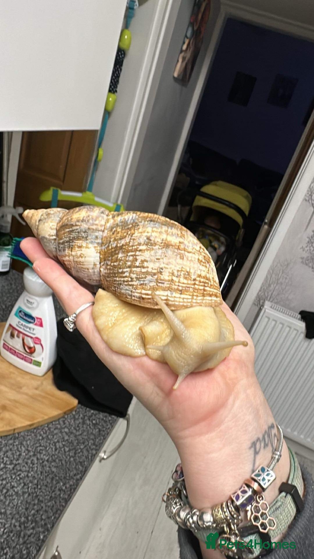 Snails invertebrates for sale: 3x giant African land snails and complete setup  - Image 2