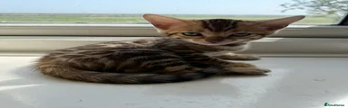 Bengal Kitten 1