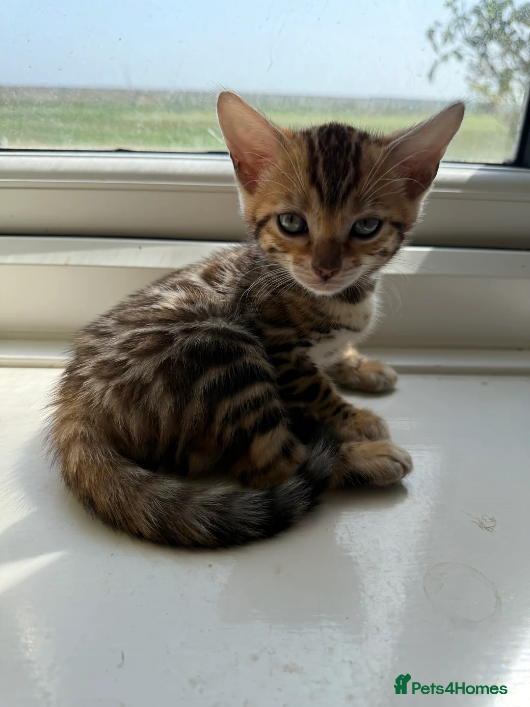 Bengal cats for sale: Stunning 🔥 TICA 🐾 Health Tested Bengals  - Advert 19