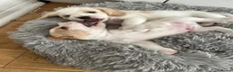 Beagle dogs for sale: Exceptional Breed Beagle Puppies in South Ockendon - Advert 9