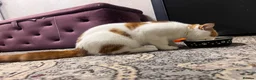 Scottish Fold cats for sale:  fluffy Scottish fold straight ears male  - Advert 6