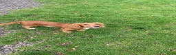 Cocker Spaniel dogs for sale: Bambi - Advert 7