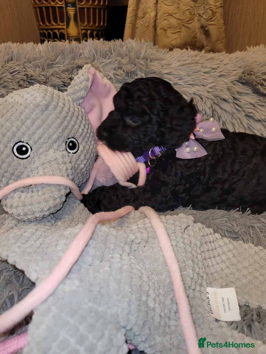 Cockapoo dogs for sale: Cockapoo puppies - Advert 15