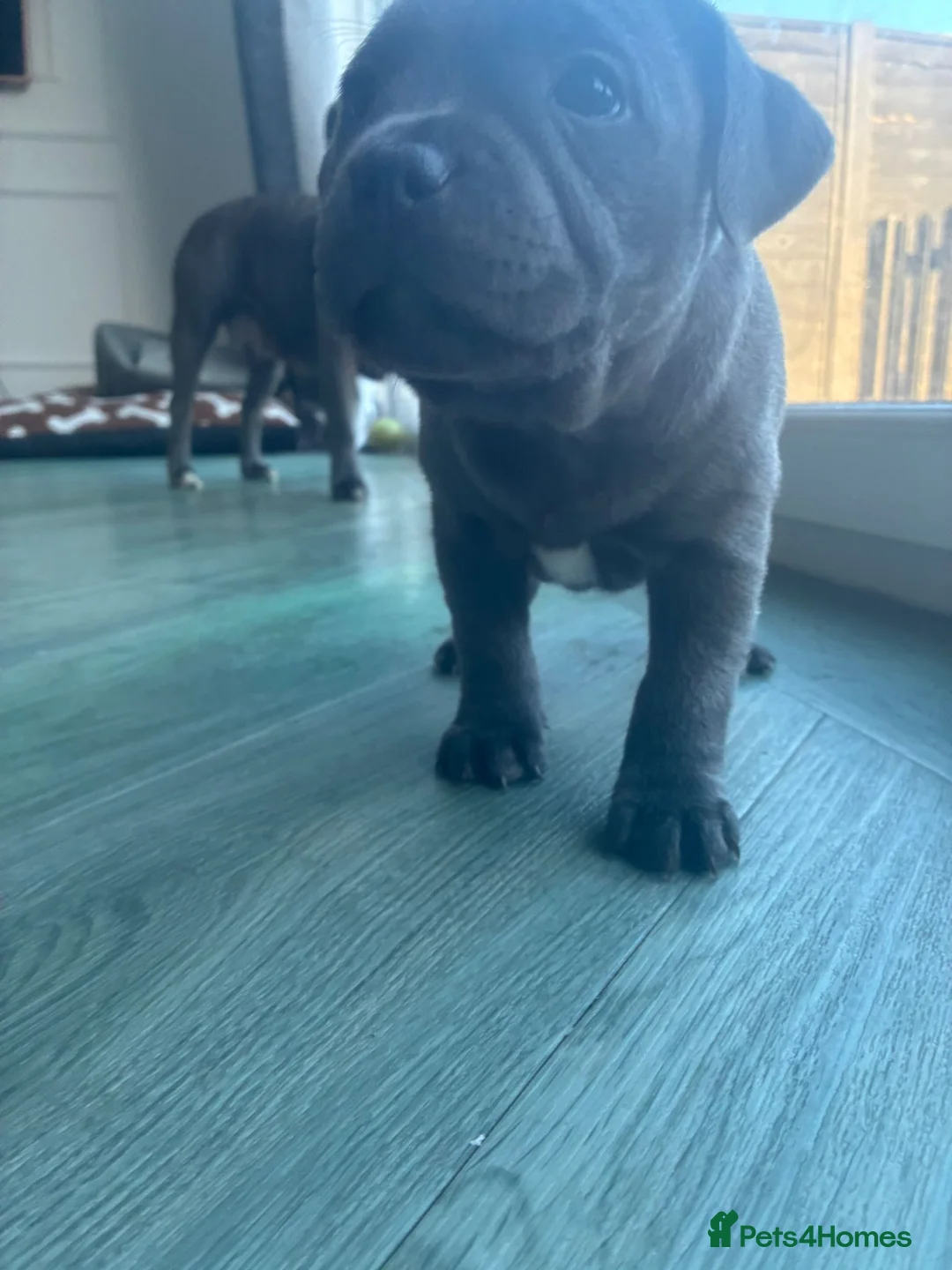 Staffordshire Bull Terrier dogs for sale: Amazing Staffordshire puppies - Advert 18