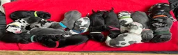 Great Dane dogs for sale: Kc reg Great Dane pups - Advert 2