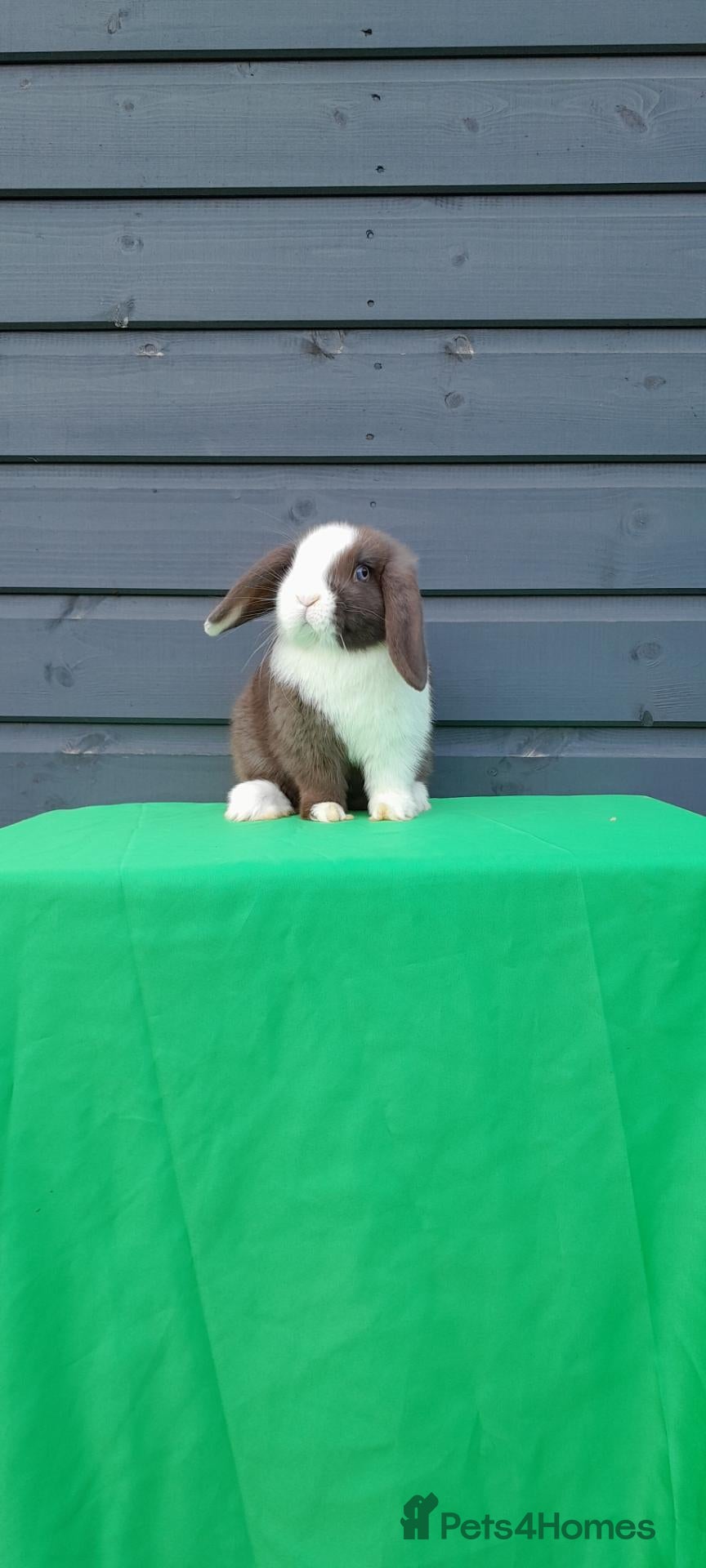Mini Lop rabbits for sale: Gorgeous mini lop ready to leave - Advert 1
