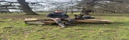 German Shepherd dogs for sale: ⚠️Working Line German Shepherds - Advert 13