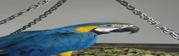 Macaws birds for sale: Blue and gold baby macaws  - Advert 2